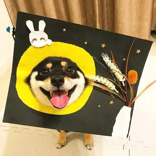 柴犬小猪猪训练,柴犬小课堂之冬日护理三大忌