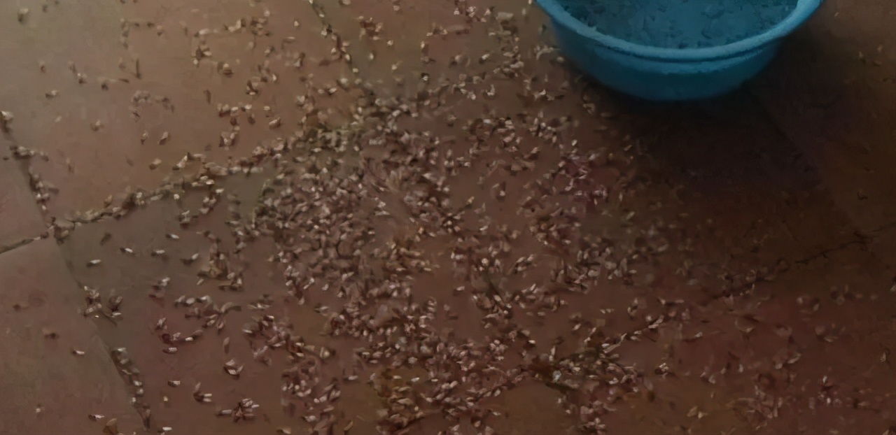 家里消灭蚂蚁最好方法,家里柱子上有白蚂蚁怎么办