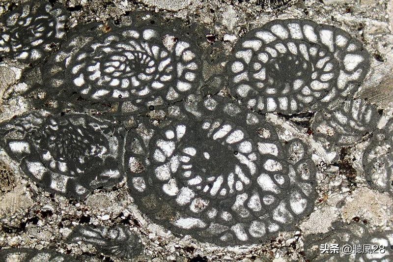 最稀有的化石之一,从来没见过的古老化石