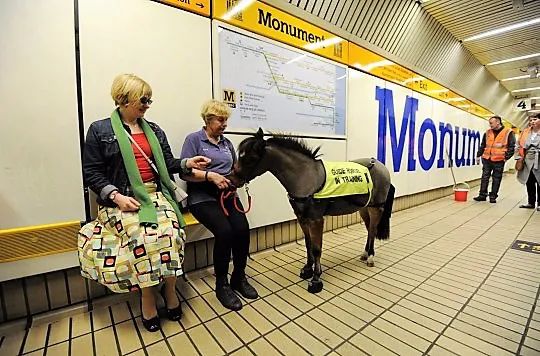 导盲马寿命有多长,导盲马可以看多远