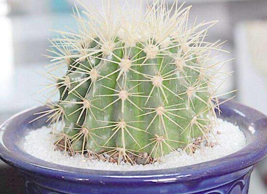 仙人球的刺扎着怎么办,仙人球的刺扎到人有毒吗