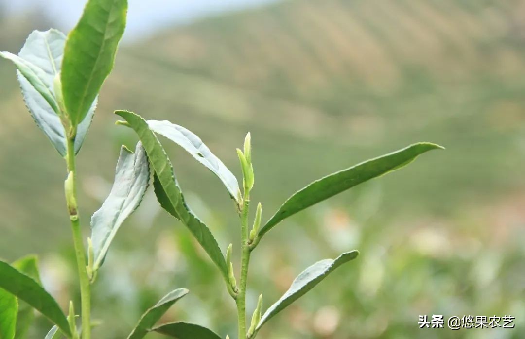 期待兰花香,再谈鸠坑群体种老茶园