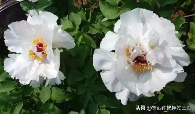 牡丹十大品种九大花系,牡丹进口品种图片及名称