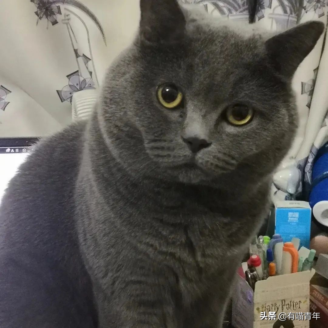 橘猫为什么是魔鬼,橘猫的恐怖之处