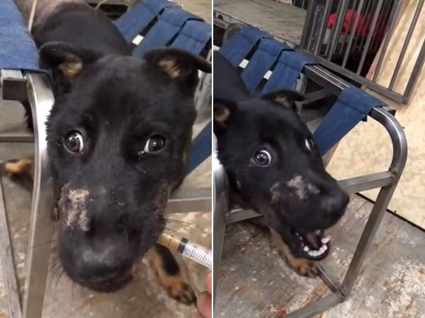 小黑被撞瘫家门前哀号还遭痛殴刺伤　　前饲主：没钱医