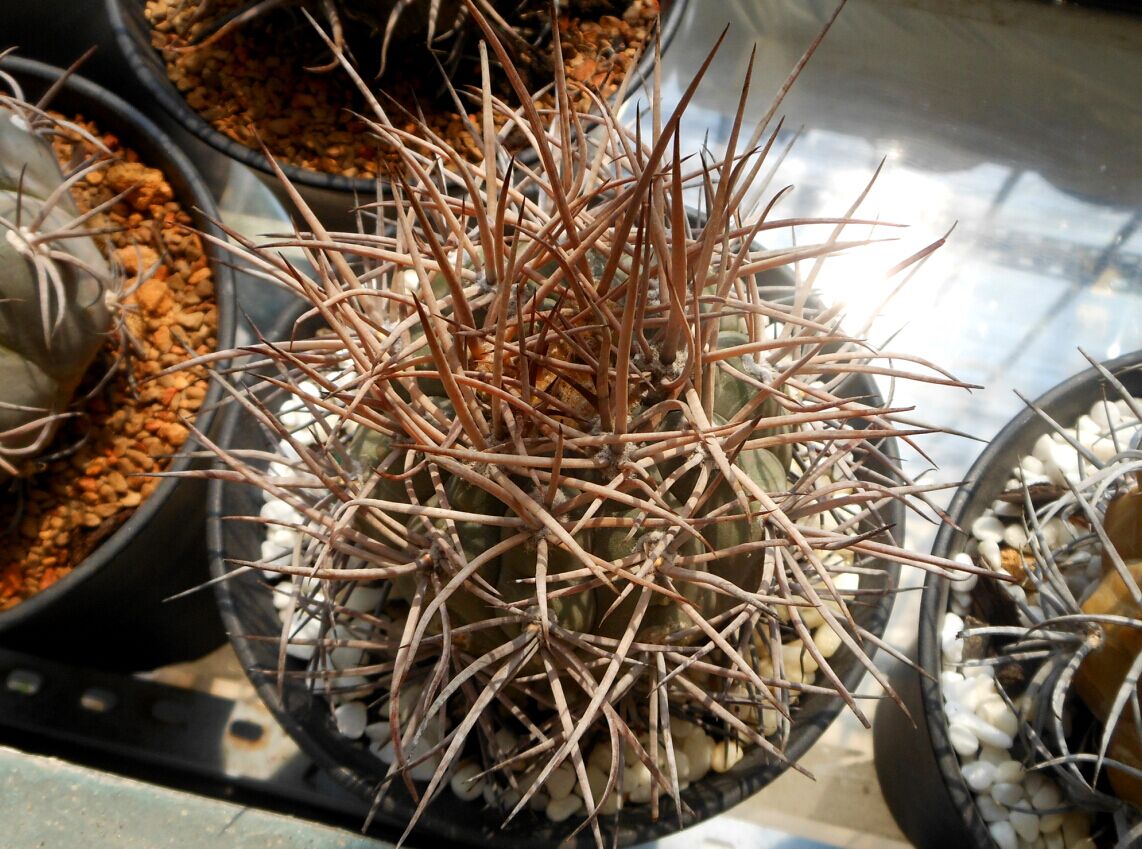 十个仙人球,最新30个仙人球品种