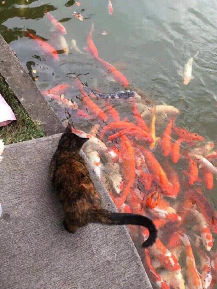 家门口多出一条锦鲤，女子很纳闷，观察几天发现送鱼的竟是流浪猫