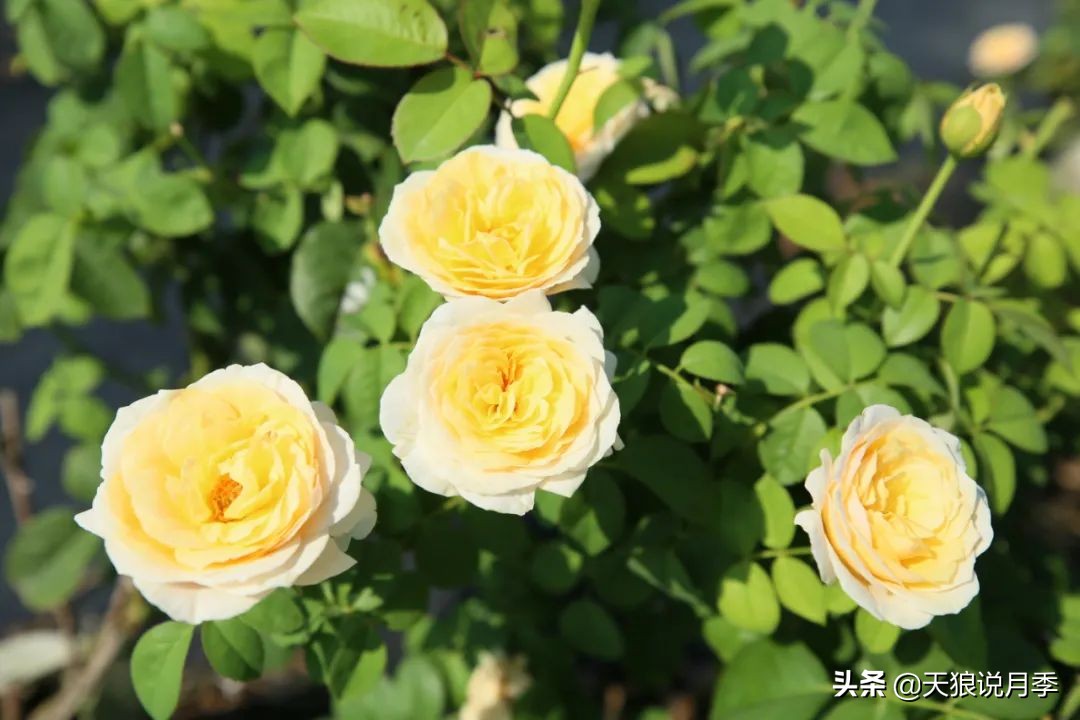 优雅女士月季花,奇葩月季品种图片