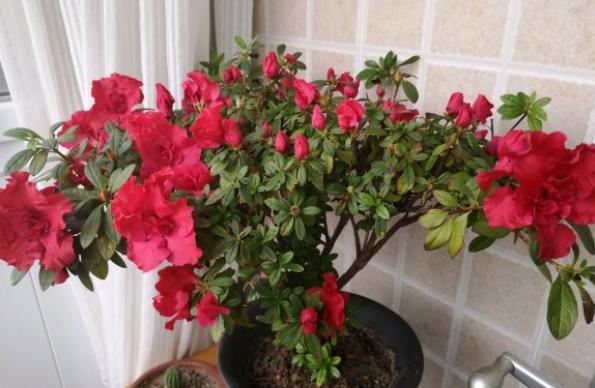 刚收到杜鹃花需要做什么,刚栽的杜鹃花需要浇水吗