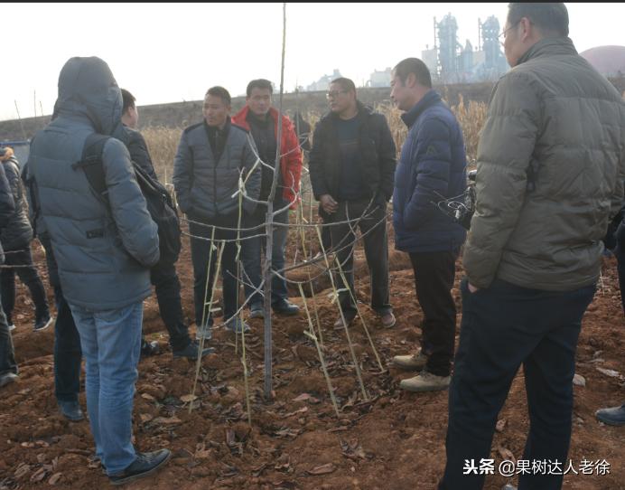 樱桃好吃树难栽，已经过时了，关键是要掌握好这些标准管理技术