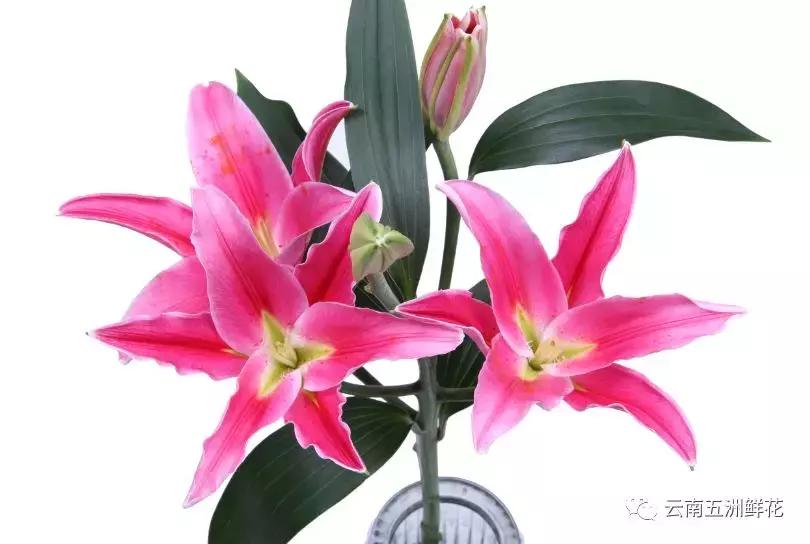 开花店需要购买什么花材,花店花材养护知识讲解稿