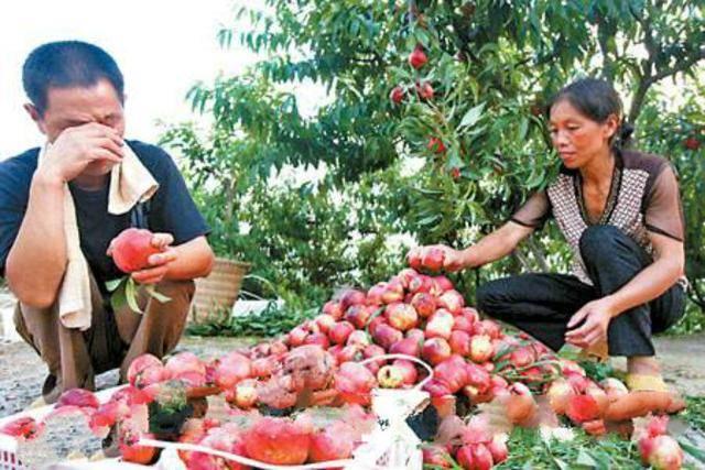 八月份有油桃这种水果吗,6月初成熟的油桃最好是什么油桃