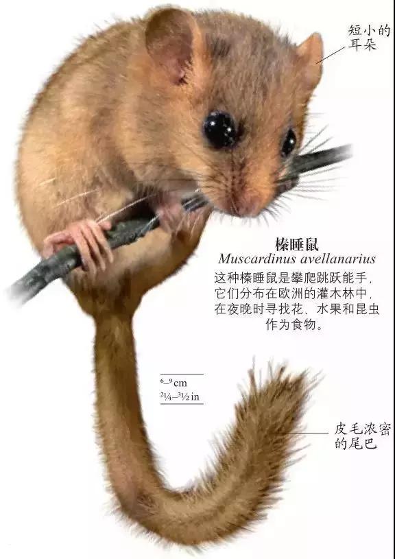 《DK博物大百科》上线啦！6.5折就可买到