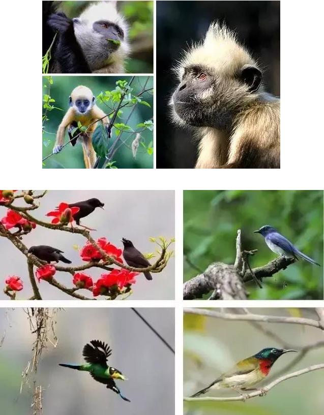 崇左有什么资源,广西崇左风景区有哪些