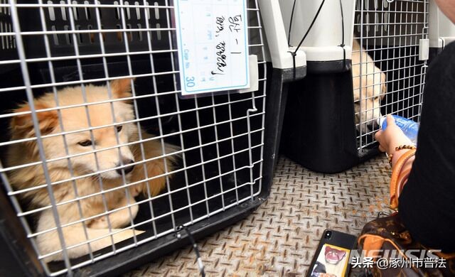 新闻儿童开车上高速视频,小学生2021年法治热点案例