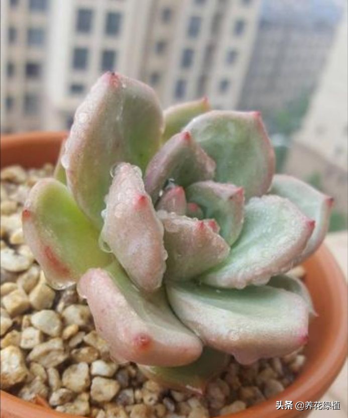 公共楼顶养多肉怎么防盗,多肉放楼顶会不会夏天晒死