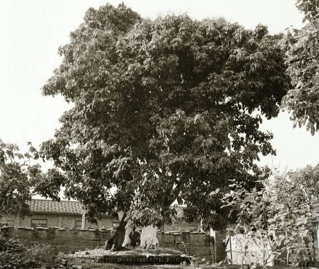 流传千年的风味，那一抹不变幻的甜，是莆田人心头好