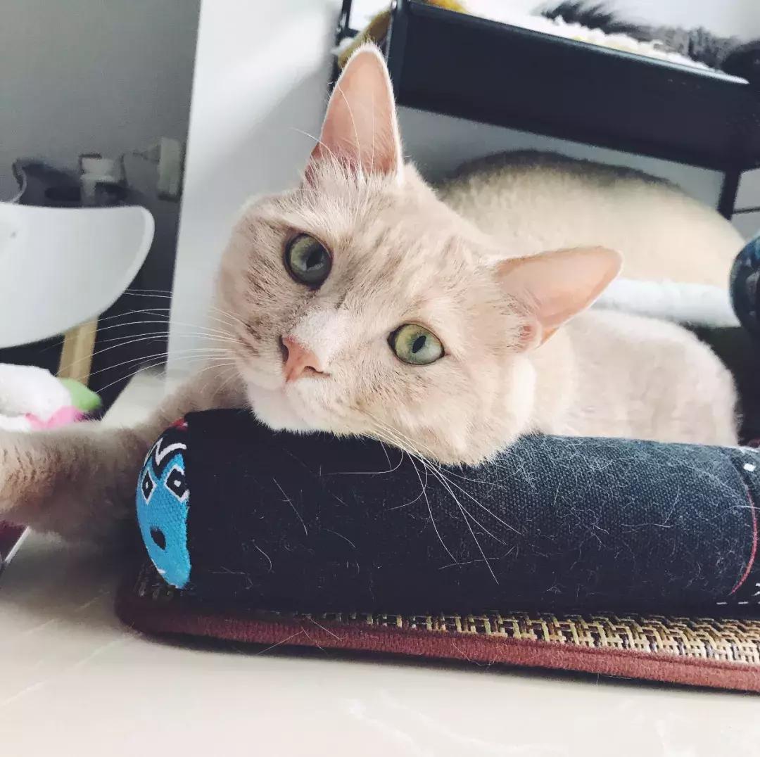 小佩猫窝布偶,小佩猫窝事件