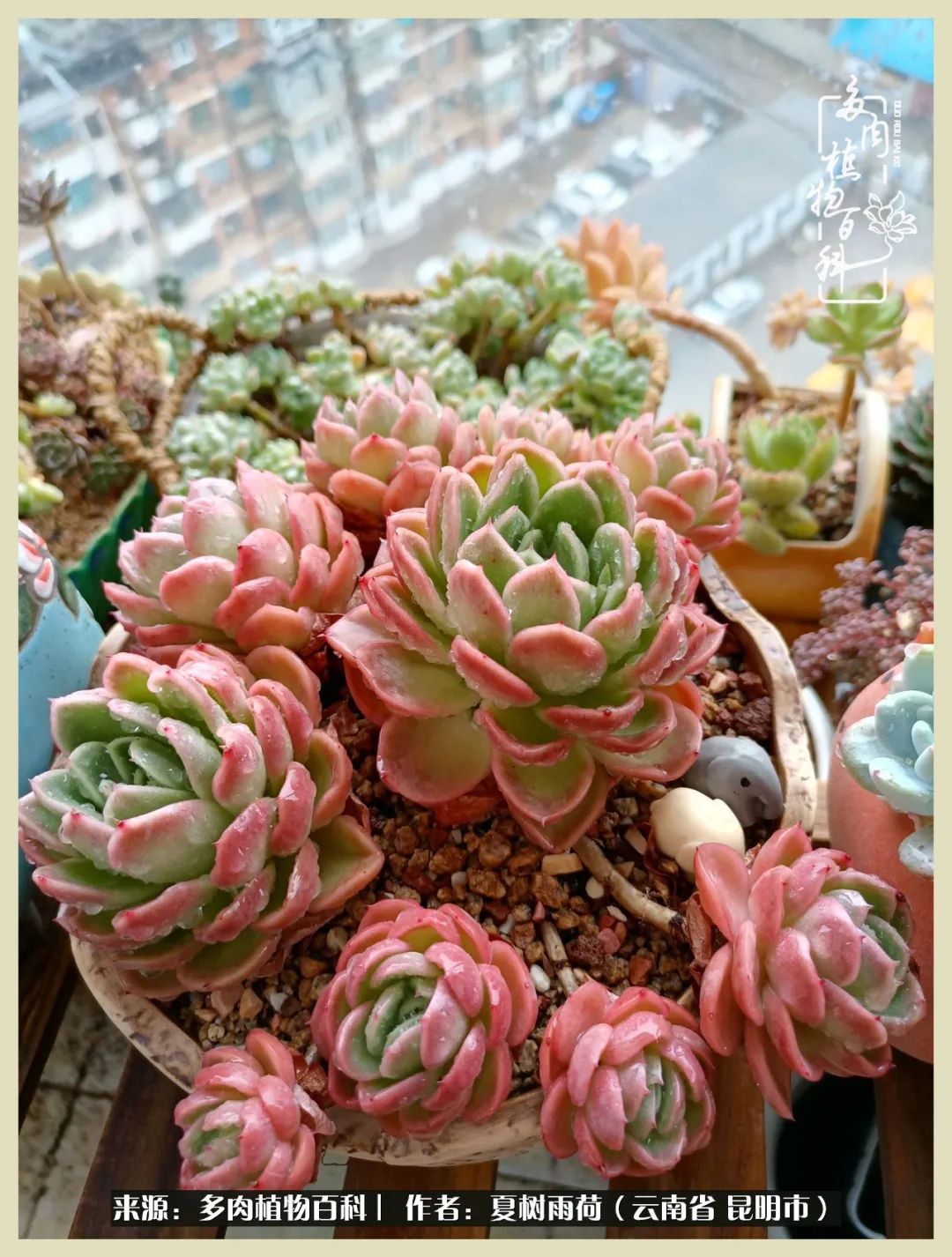 自从养了多肉有了窗台想要个阳台,养多肉10年多