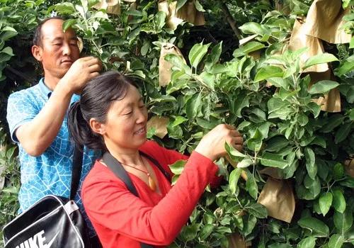 水果套袋现状,水果套袋取得较好经济的主要原因