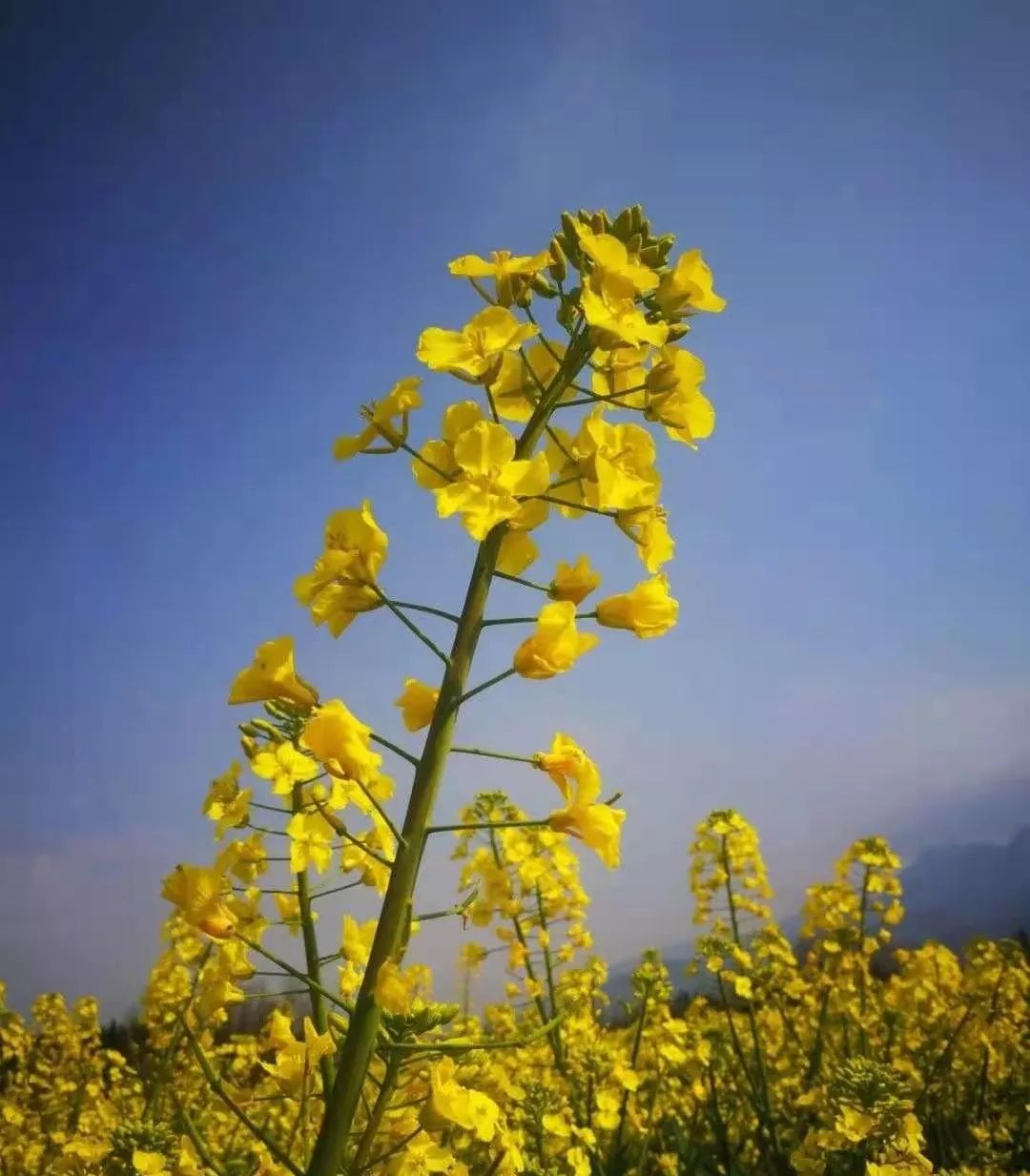 在云南，做一个“花吃”，挺好