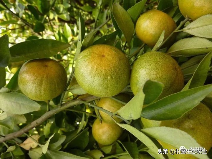 10类常见虫害高清图谱含防治方案,20种病虫害防治集合