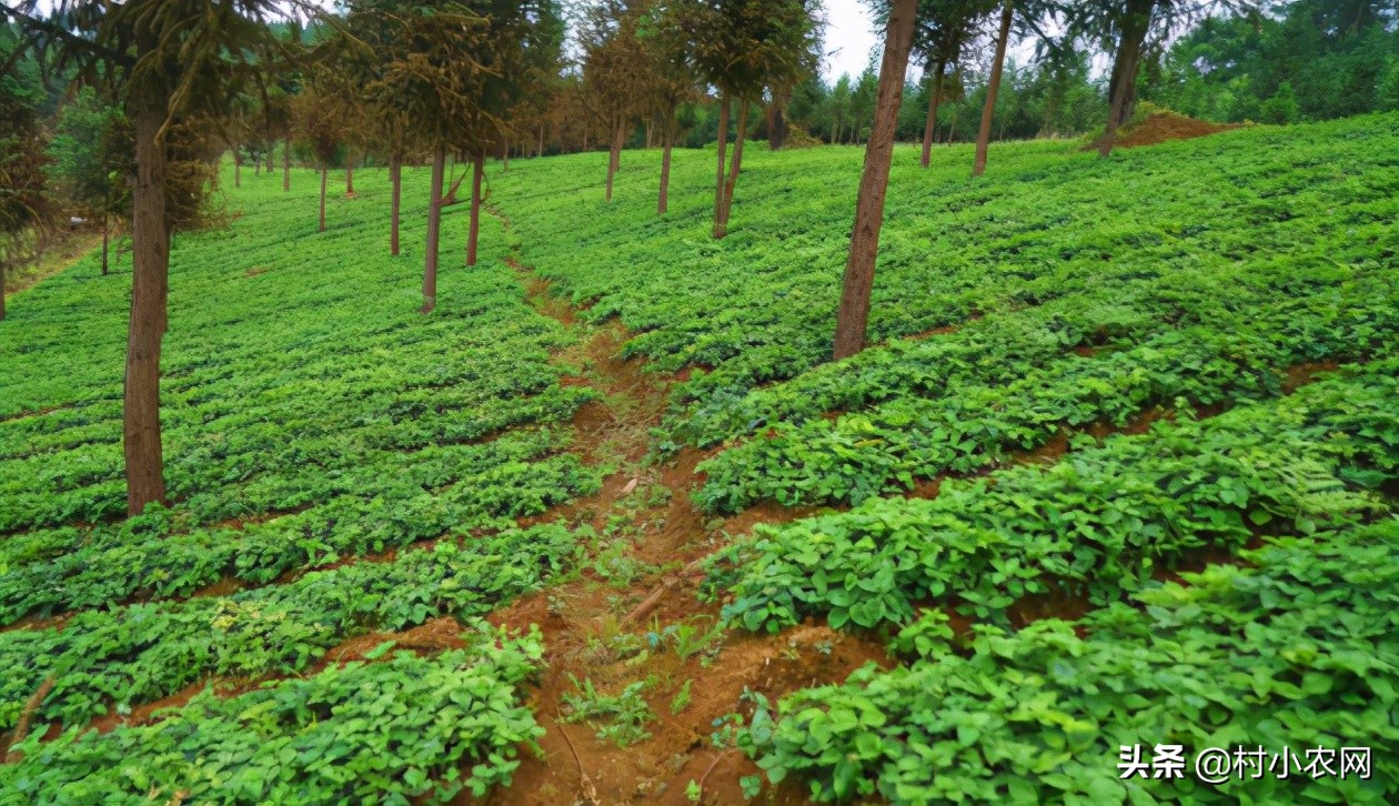 农村最赚钱的创业项目是,2022年农村创业致富的好项目