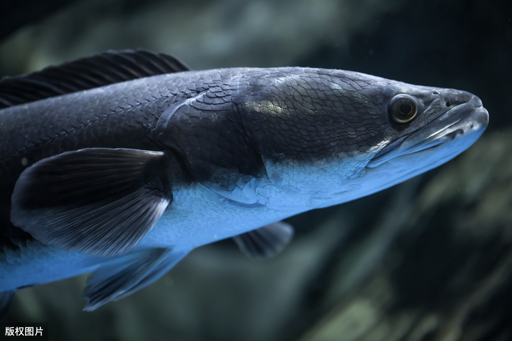 它，水中恶霸！不易捕获，是养鱼人噩梦，献上“除恶”5妙计