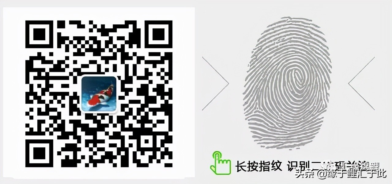 锦鲤生病如何治疗,锦鲤常见的几种病图片及治疗方式