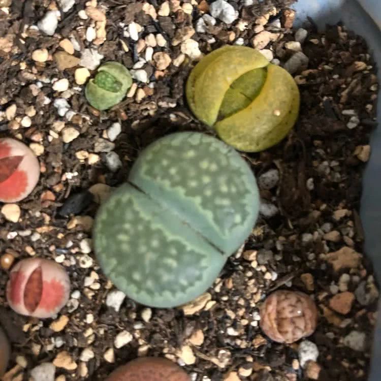 新手小白入坑多肉必看攻略,多肉新手入坑必备指南