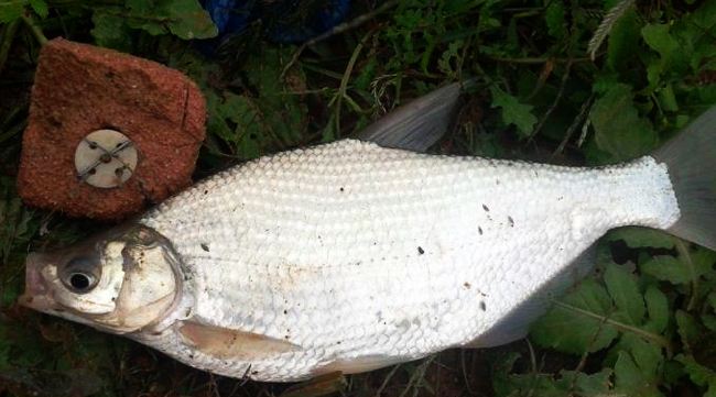 鳊鱼怎么钓效果最好,鳊鱼怎么才好钓