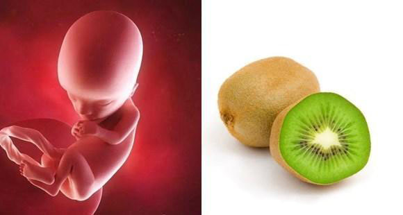 1-40周胎儿发育拍照片记录对比,一张图看懂胎儿发育