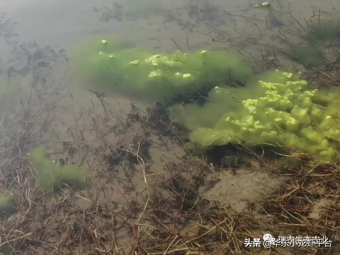 露天鱼池长青苔处理方法,阳台鱼缸长青苔如何处理