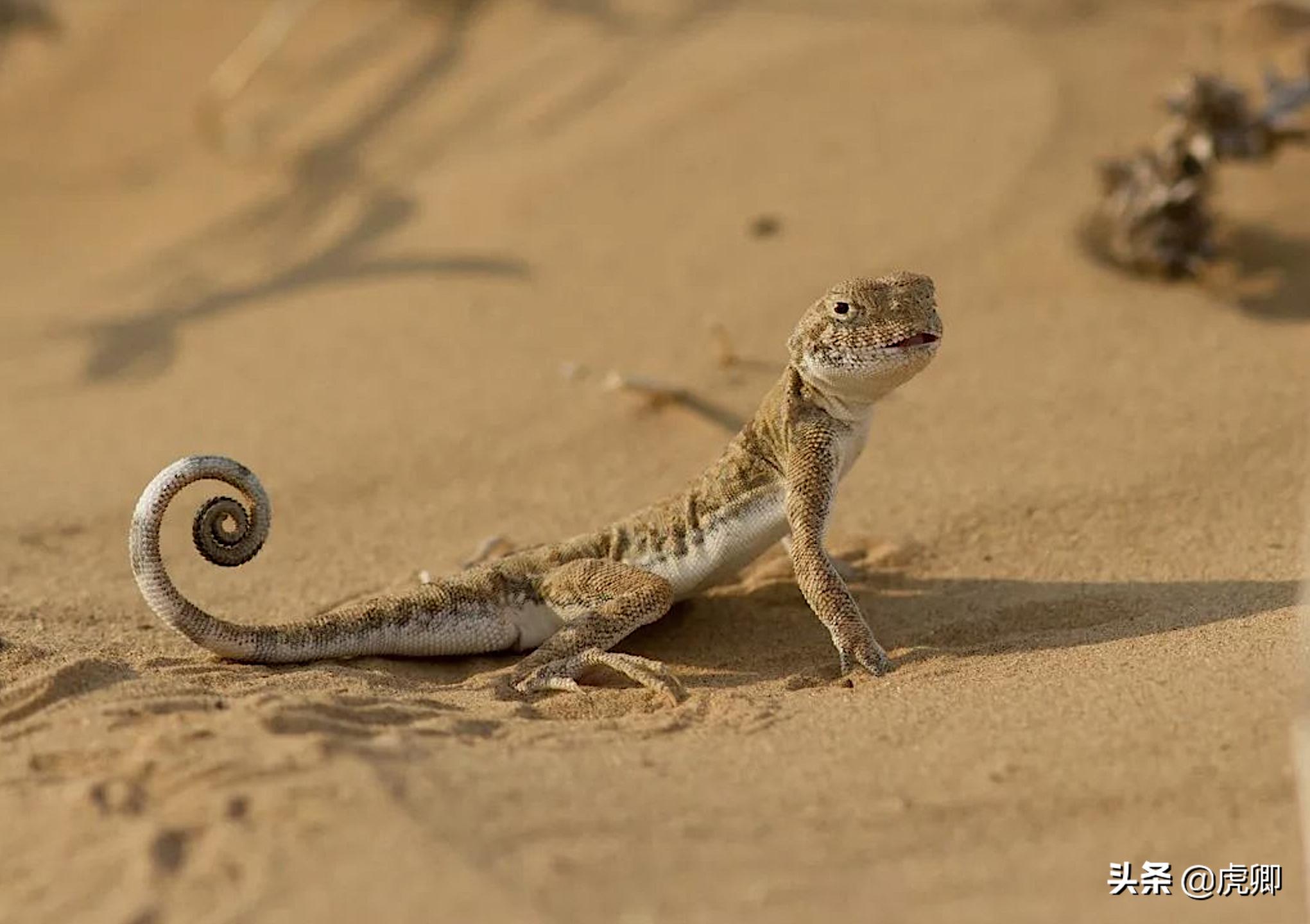 狐獴女王独揽生殖权,生产70子女,女儿篡位后如何处置母亲?