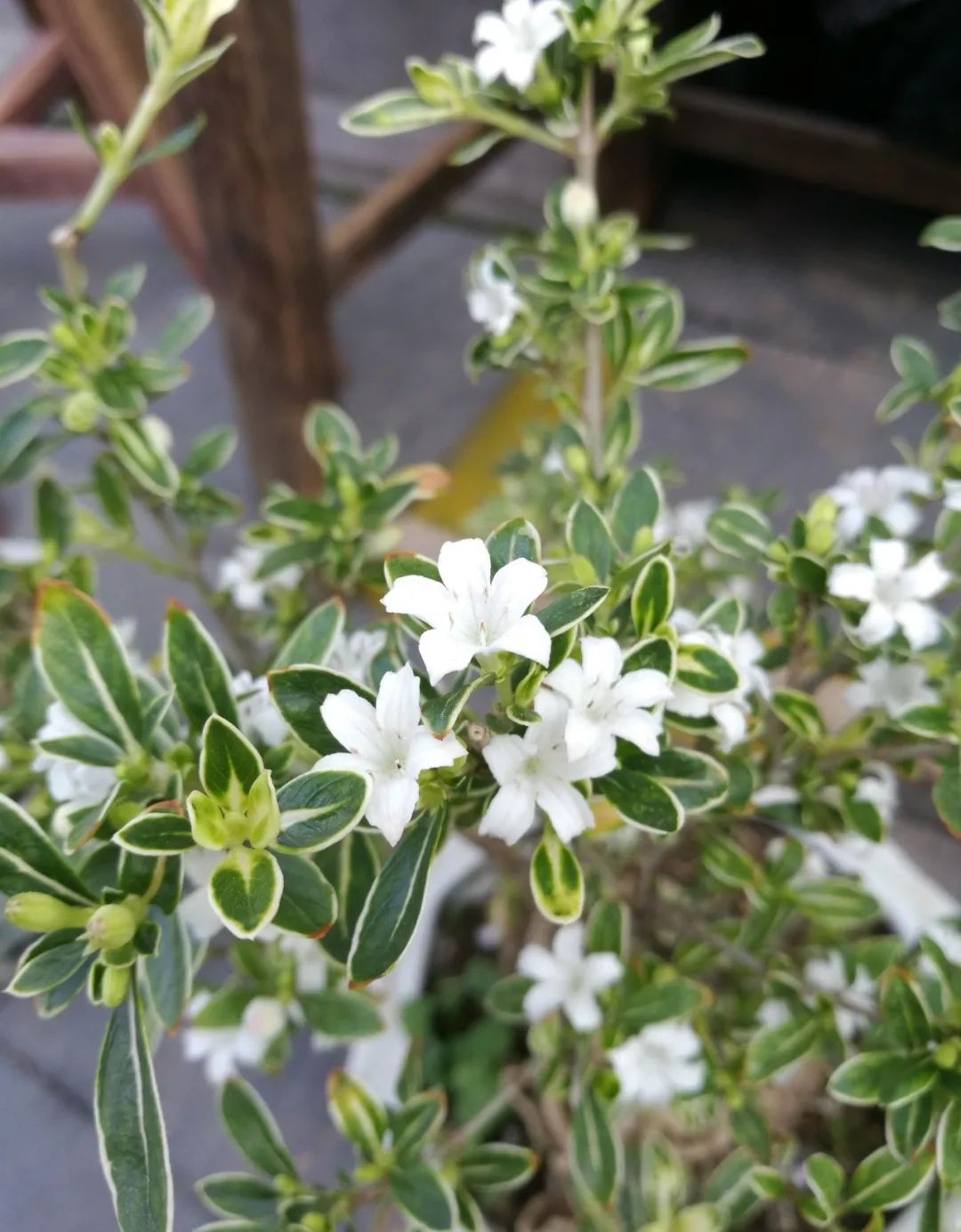 六月雪悬崖桩小盆景,最大的六月雪树桩盆景是什么