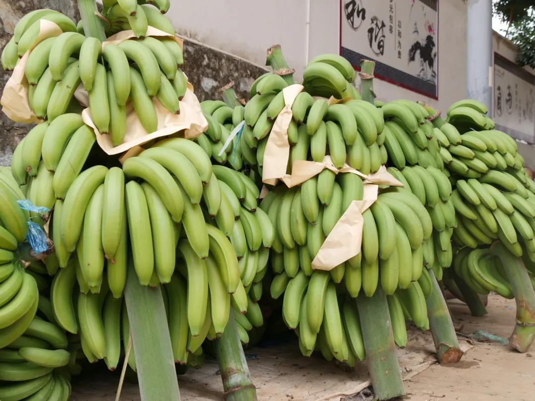 乡村振兴电商扶持政策,农村电商乡村振兴扶持政策