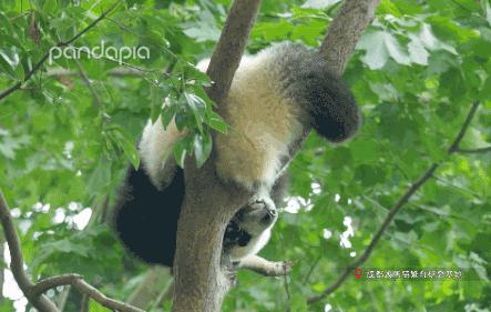 熊猫儿本人照片,熊猫儿图片