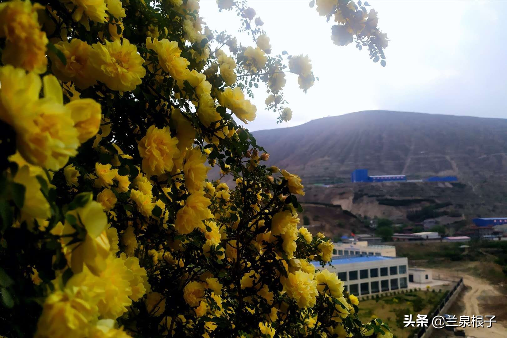 最美黄玫瑰,歌曲黄玫瑰你最美