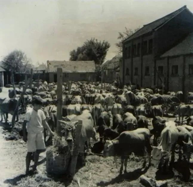 漯河牛行,漯河牛行街全景图