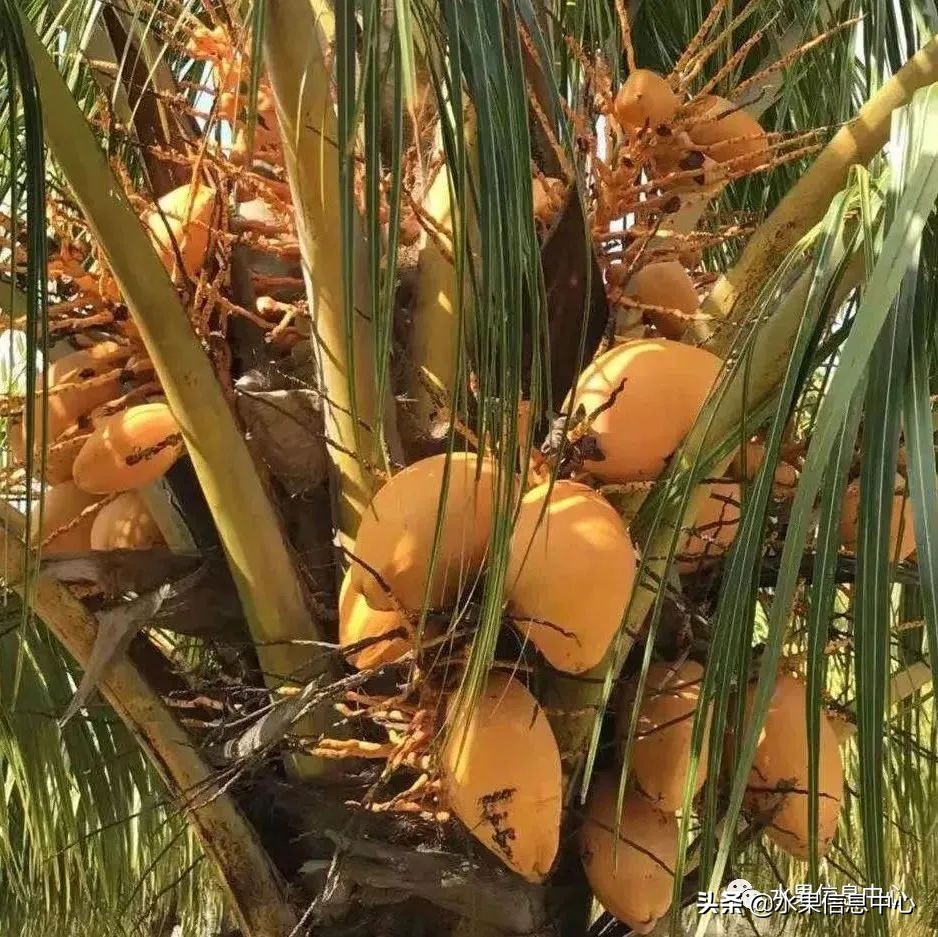 水果天堂：海南水果品种及上市时间表