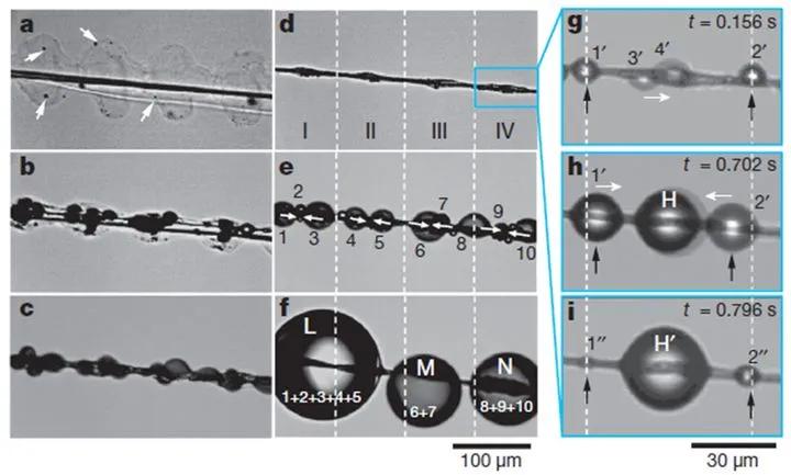 蜘蛛丝到底有多强韧,蜘蛛丝强韧的图片