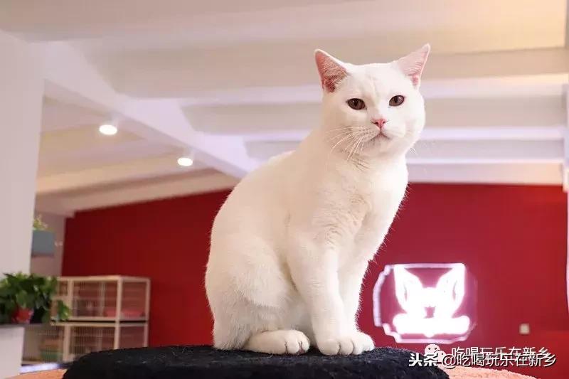 猫主子驾到,猫咪主子驾到