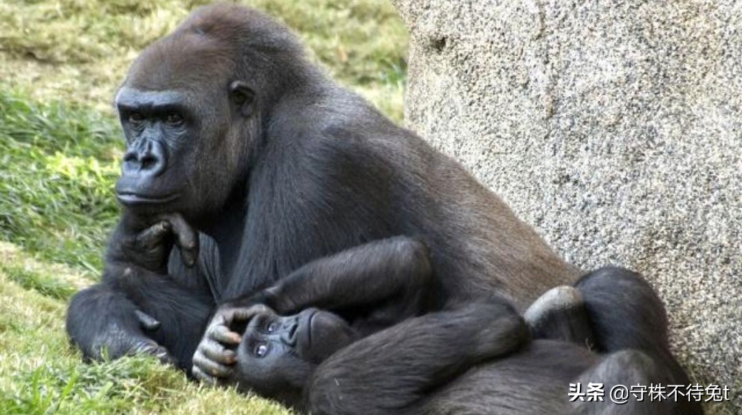 10个冷知识全集,睡觉时膝盖下垫枕头怎么回事