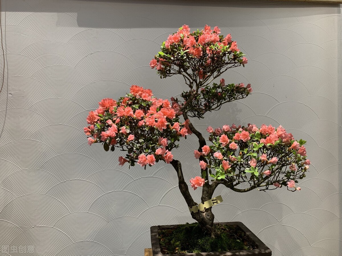 养花越用心好像越成为负担,养花赚钱的方法