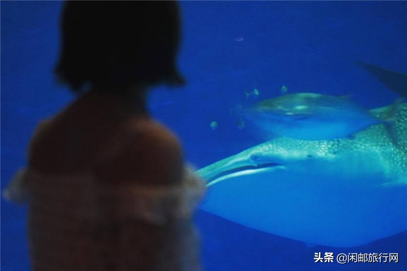 鹿儿岛大西洋游轮,海洋光谱号第三天到达鹿儿岛