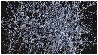 维生素d促进卵泡发育吗,生长发育期缺乏维生素d的影响