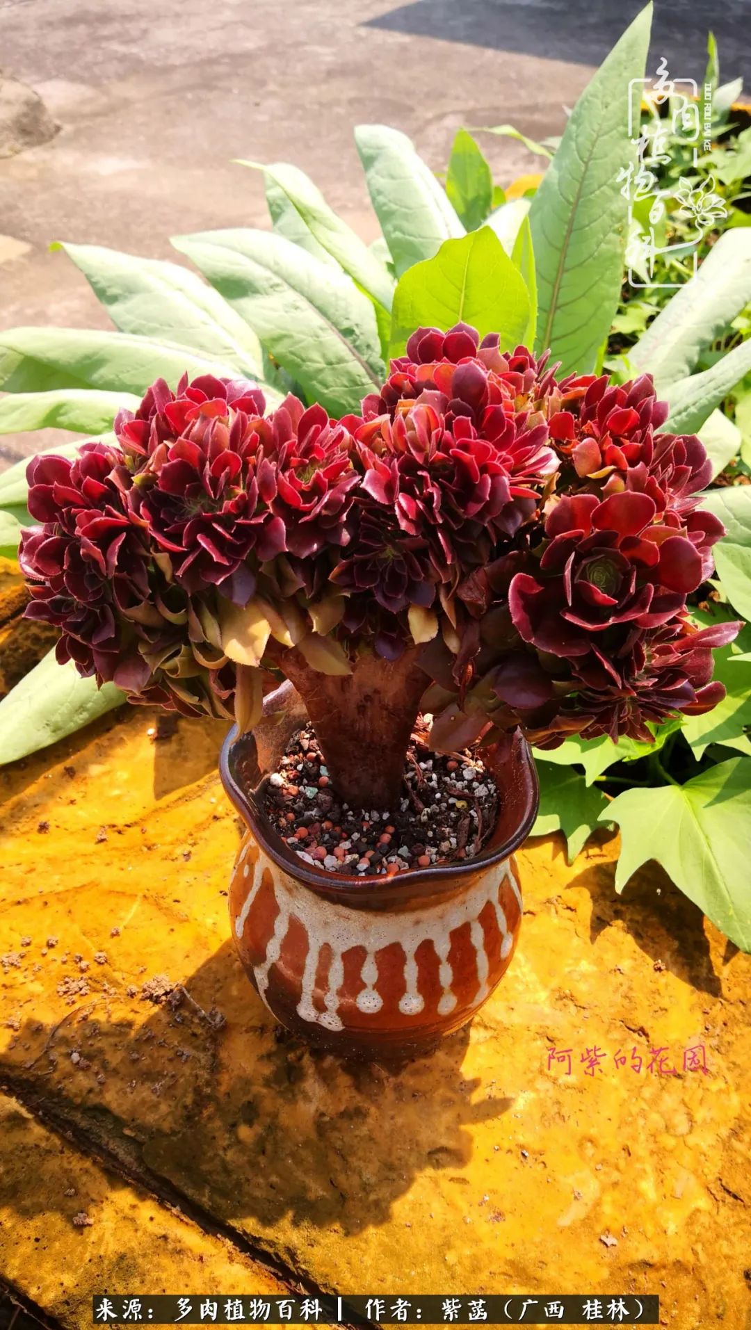 如何在夏天买的多肉度夏,多肉度夏好帮手