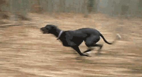 养狗的10个基本常识,养狗这50条小知识主人们都知道吗