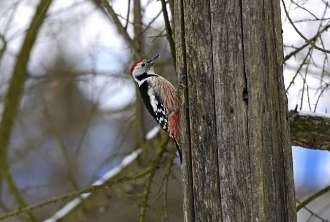 高清童年常见飞禽篇(值得珍藏)
