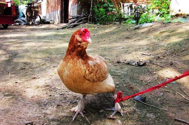 怎样解决母鸡抱窝,老母鸡抱窝如何制止